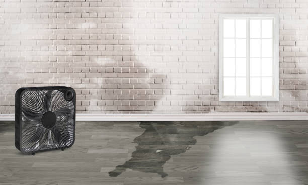 Best Mold removal after water damage  in North Syracuse, NY